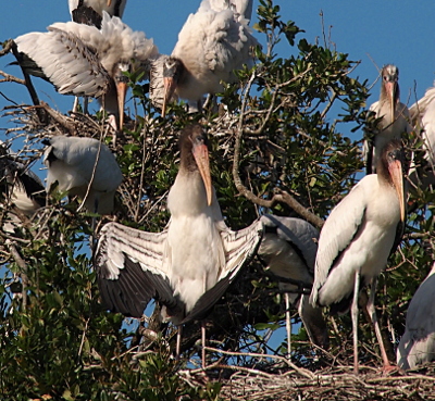 [There are at least six wood storks in the three different nests in the trees. One stork stands with its wings held out to the sides similar to someone wearing a trench coat who has opened it exposing what is or is not worn under the coat.]